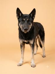 Shelter Stray Male Dog last seen Near BLOCK E 31ST ST, 2020 Forest St, Jacksonville, FL 32204, USA