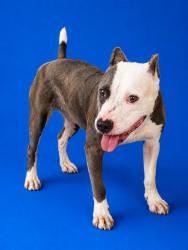 Shelter Stray Female Dog last seen PARKER SCHOOL RD, 2020 Forest St, Jacksonville, FL 32204, USA
