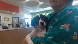 Shelter Stray Female Dog last seen Near BLOCK S 7TH ST, 3528 Newburg Rd, Louisville, KY 40218, USA