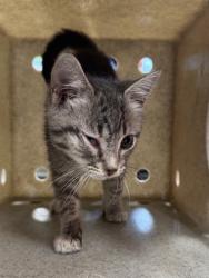 Shelter Stray Female Cat last seen Near BLOCK S 4TH STREET, 3528 Newburg Rd, Louisville, KY 40218, USA