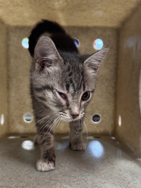 Shelter Stray Female Cat last seen Near BLOCK S 4TH STREET, 3528 Newburg Rd, Louisville, KY 40218, USA