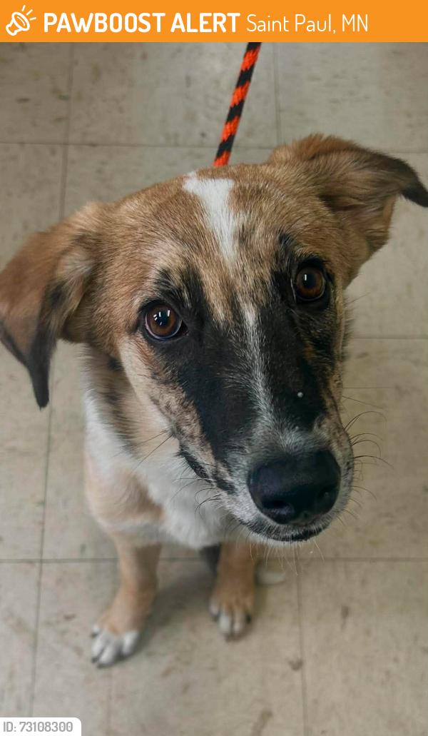 Found/Stray Male Dog last seen St. Clair and Lexington, Saint Paul, MN 55105