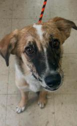 Found/Stray Male Dog last seen St. Clair and Lexington, Saint Paul, MN 55105