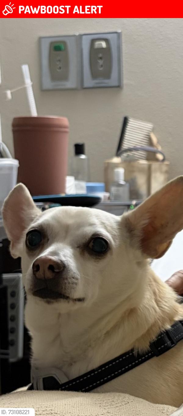 Lost Male Dog last seen Joan St and Kegle, West Sacramento, West Sacramento, CA 95605