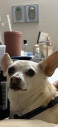 Lost Male Dog last seen Joan St and Kegle, West Sacramento, West Sacramento, CA 95605