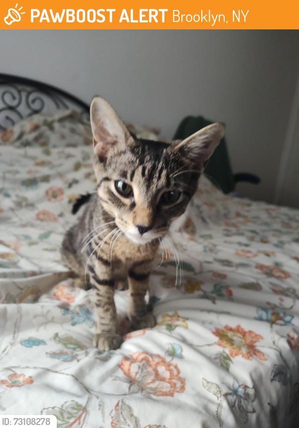 Found/Stray Unknown Cat last seen Glenwood, Brooklyn, NY 11236