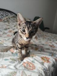 Found/Stray Unknown Cat last seen Glenwood, Brooklyn, NY 11236