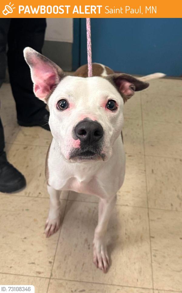 Found/Stray Male Dog last seen Como Lake, Saint Paul, MN 55117