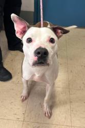 Found/Stray Male Dog last seen Como Lake, Saint Paul, MN 55117