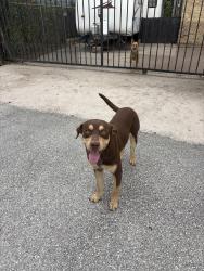 Found/Stray Male Dog last seen ASCO Equipment and Aldine Muffler, Houston, TX 77026