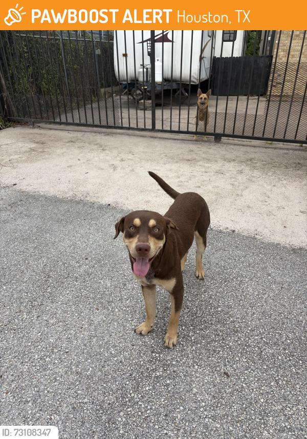 Found/Stray Male Dog last seen ASCO Equipment and Aldine Muffler, Houston, TX 77026