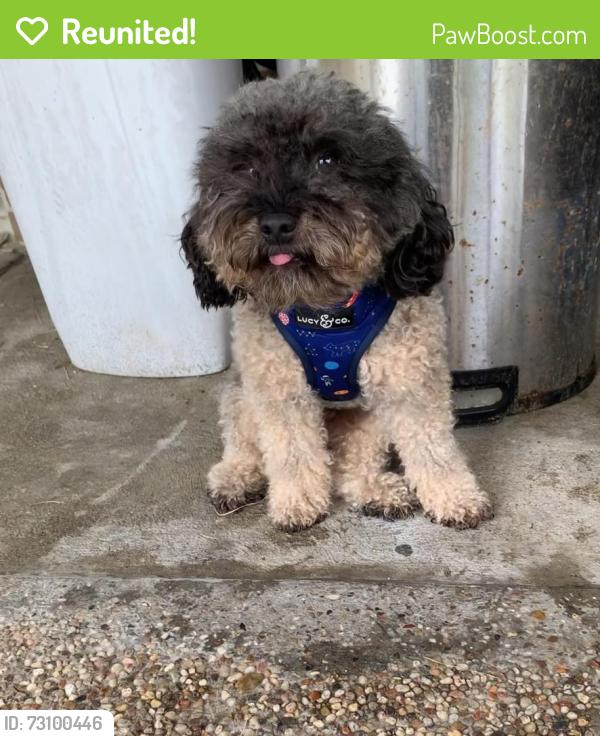 Reunited Male Dog last seen Ashcreek, Houston, TX 77066