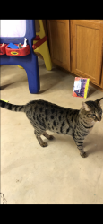 Reunited Male Cat last seen Longacre Ponds apmts., Fairview Heights, IL 62208
