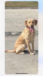 Reunited Female Dog last seen 17th Ave and Mackinac Ave in South Milwaukee, South Milwaukee, WI 53172