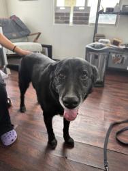 Reunited Male Dog last seen Centennial Park, West Valley City, UT 84120
