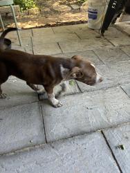 Found/Stray Male Dog last seen Maple & Patton, Odessa, TX 79761