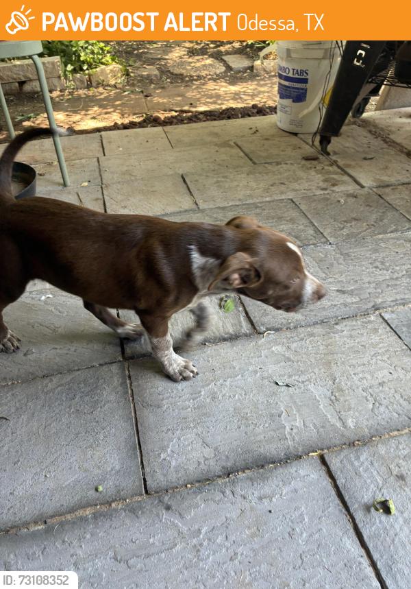 Found/Stray Male Dog last seen Maple & Patton, Odessa, TX 79761