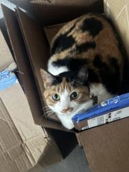 Lost Female Cat last seen S 145th and Gary, Broken Arrow, Broken Arrow, OK 74012