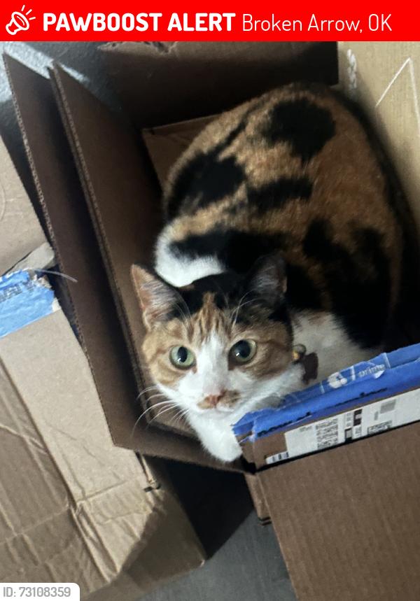 Lost Female Cat last seen S 145th and Gary, Broken Arrow, Broken Arrow, OK 74012