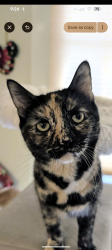Reunited Female Cat last seen Denny road, Beaverton, OR 97008