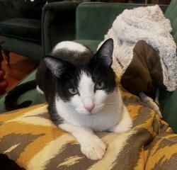 Reunited Male Cat last seen S Orianna St near 4th and Reed, Philadelphia, PA 19147