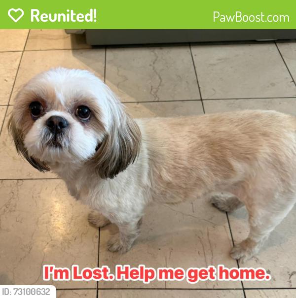 Reunited Female Dog last seen Viking and Cirrus Ave, Paradise, NV 89121