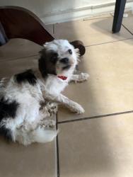 Found/Stray Male Dog last seen Near, Houston, TX 77087
