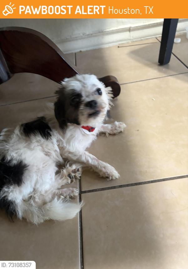 Found/Stray Male Dog last seen Near, Houston, TX 77087