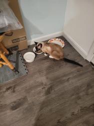 Lost Female Cat last seen Carrwoood Street, Orangevale, CA 95662