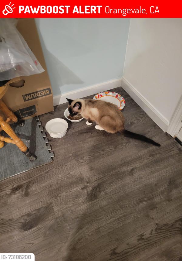 Lost Female Cat last seen Carrwoood Street, Orangevale, CA 95662