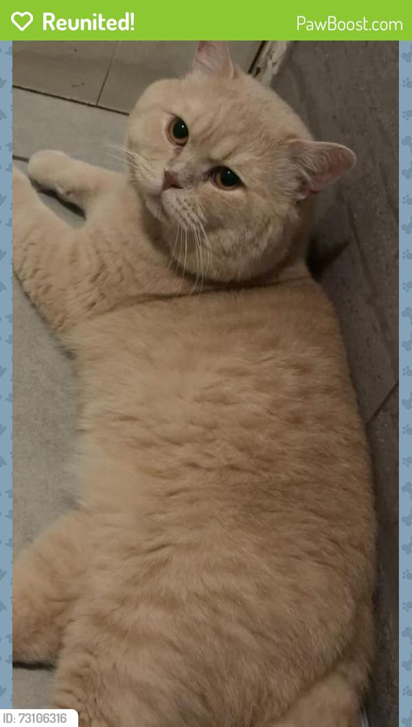 Reunited Male Cat last seen Alum rock Road, B8, Alum Rock, England B8 3SJ