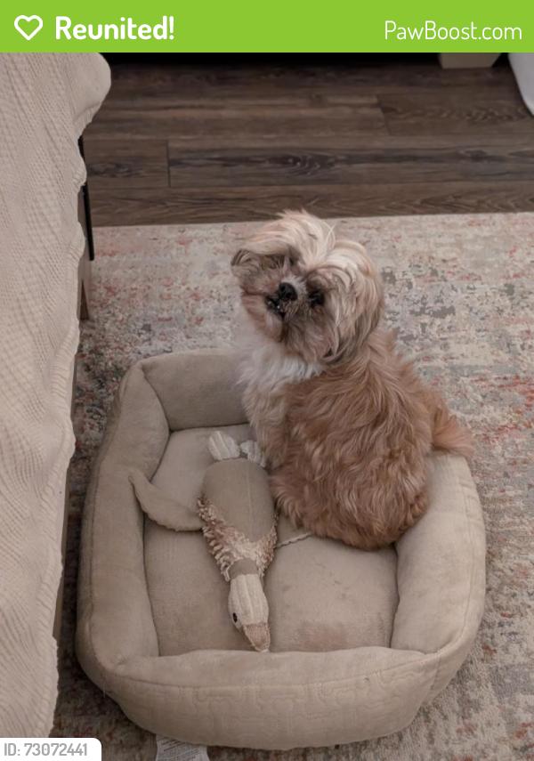 Reunited Male Dog last seen By dollar general, or Mt. Vernon neighborhood, Harrisburg, PA 17110