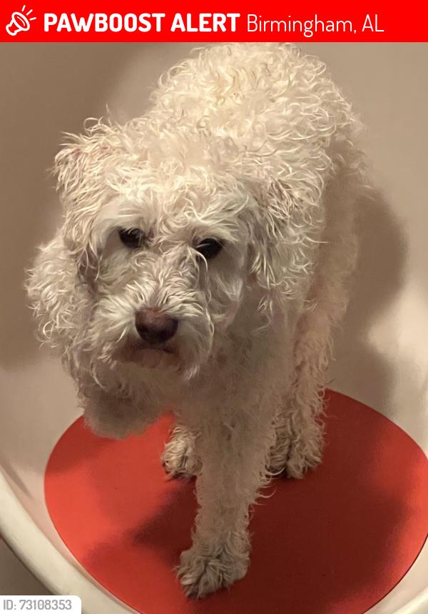 Lost Male Dog last seen 34th street Norwood, Birmingham, AL 35234