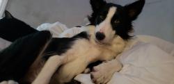 Reunited Female Dog last seen Near loretta st, Louisville, KY 40213