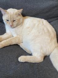Lost Male Cat last seen Chase Lane & Lakeridge, Lakewood, CO 80227
