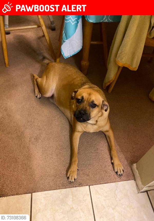 Lost Male Dog last seen Rising Sun Boulevard, Seminole County, FL 32708