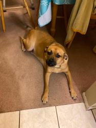 Lost Male Dog last seen Rising Sun Boulevard, Seminole County, FL 32708