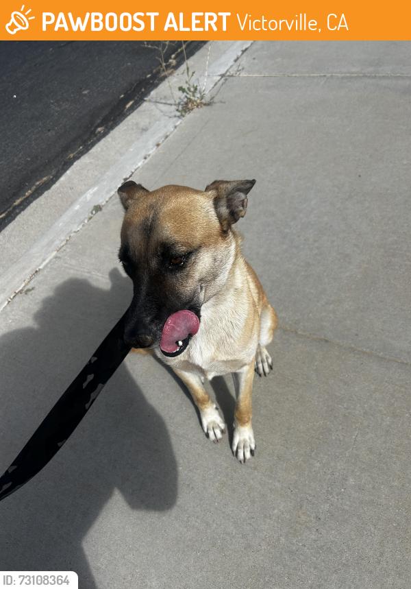 Found/Stray Female Dog last seen victor valley mall, Victorville, CA 92307