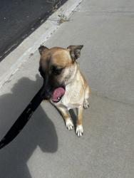 Found/Stray Female Dog last seen victor valley mall, Victorville, CA 92307