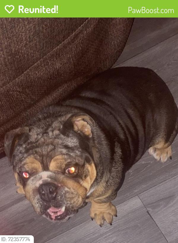Reunited Male Dog last seen Hobie Lane, San Jose, CA 95127