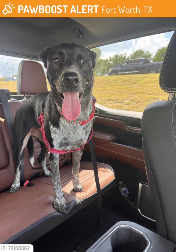Found/Stray Female Dog last seen Winding Way and Ridglea Country Club Road, Fort Worth, TX 76116