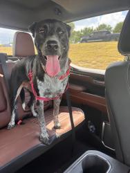 Found/Stray Female Dog last seen Winding Way and Ridglea Country Club Road, Fort Worth, TX 76116