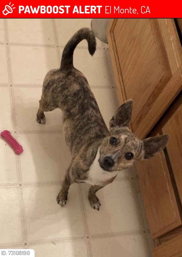 Lost Female Dog last seen Forest Grove and Peck rd, El Monte, CA 91732