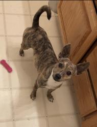 Lost Female Dog last seen Forest Grove and Peck rd, El Monte, CA 91732