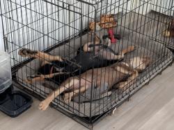 Reunited Female Dog last seen Oak run and cranes Creek, Cameron, NC 28326