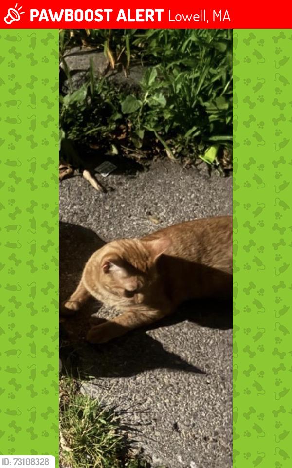 Lost Male Cat last seen Near Merrill st, Lowell, MA 01852