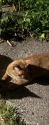Lost Male Cat last seen Near Merrill st, Lowell, MA 01852