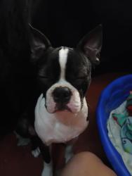 Reunited Male Dog last seen Griffice road, Mobile, AL 36618