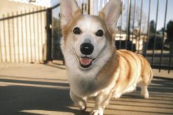 Reunited Male Dog last seen South Pasadena old theatre on el center, South Pasadena, CA 91030