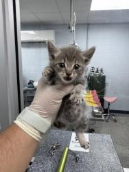 Shelter Stray Female Cat last seen Hwy 70 James City, James City, NC, 1639 Old Airport Rd, New Bern, NC 28562, USA